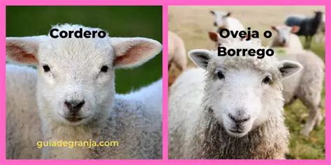 5 Diferencias Entre Borrego Oveja Y Cordero Comparativa