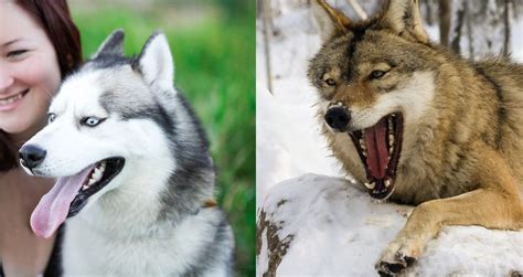 Husky Vs Wolf Why Do Huskies Look Like Gray Wolves K9 Web