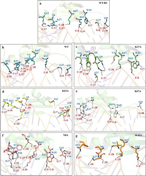 Structural Insights Into The Middle East Respiratory Syndrome