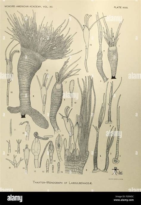 'Harvard Botanical Memoirs' is a historical work featuring studies on ...