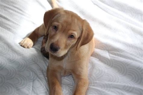 Great Pyrenees Lab Mix “golden Pyrador” Shorthair “taz” 9 Weeks Old