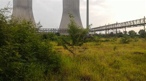 Birds of Bhusawal Thermal Power Station, Maharashtra - Bird Count India