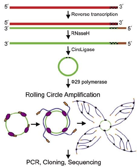 The Rolling Circle Amplification Rapid Amplification Of Cdna Ends