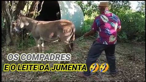 OS COMPADRES E O LEITE DA JUMENTA YouTube