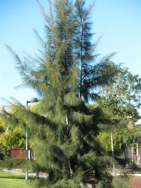 Casuarina Equisetifolia Alchetron The Free Social Encyclopedia