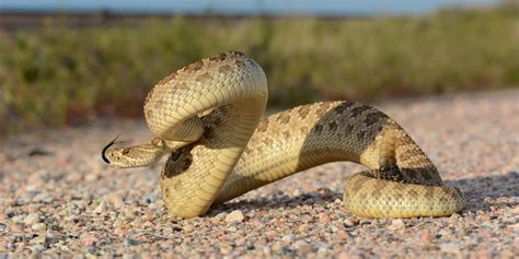 Venomous Snakes In Colorado