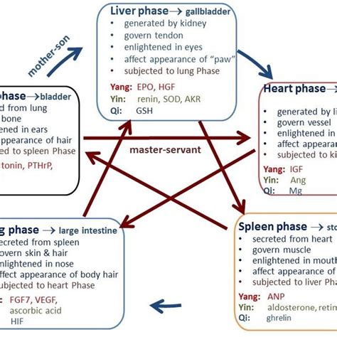 The Interactions Of The Zang Organs And The Fu Organs In The 5 Elements