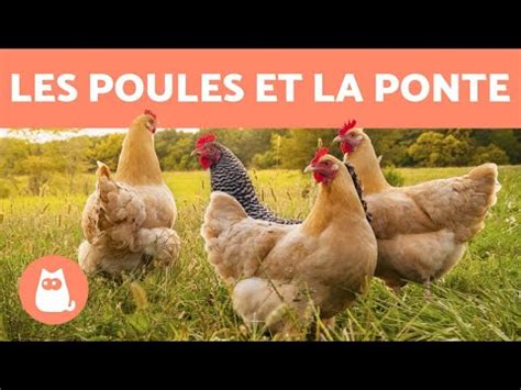 Peut On Donner Du Pain Aux Poules Tous Les Jours Vid O