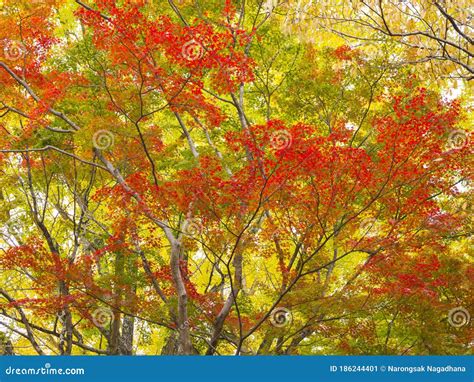 Colorful Japanese Maple Trees In Japan Stock Image Image Of Fall