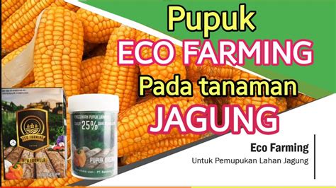 PUPUK ECO FARMING PADA TANAMAN JAGUNG PT BEST Eco Recing YouTube