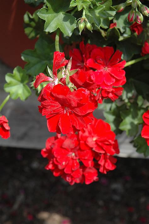 Great Balls Of Fire Dark Red Ivy Leaf Geranium Pelargonium Peltatum