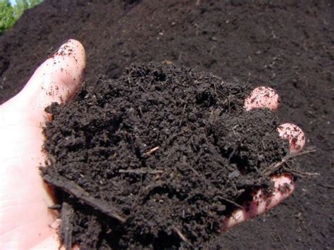 Organic Garden: Soil Preparation Tips