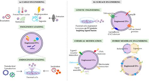 Figure 1 From Bioengineered Mesenchymal Stromal Cell Derived