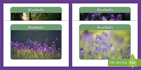 Bluebells Photo Pack Teacher Made Twinkl