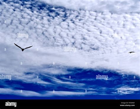 Two Seagulls In Flight Across A Deep Blue Sky With White Clouds Stock