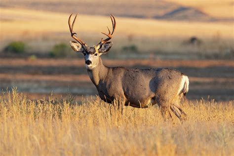 Mule Deer Buck Standing Proud at Sunrise Photograph by Tony Hake - Pixels