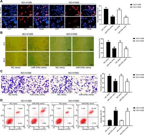 Mir 376c Released From Ec Evs Impairs The Proliferation Migration And Download Scientific