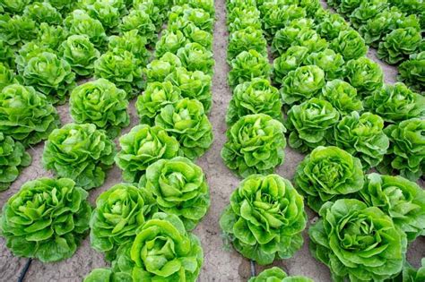 Lactuca Sativa Lettuce