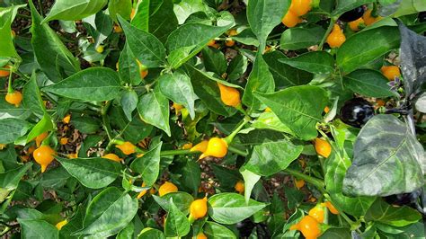 Yellow Biquinho Chilli Seeds - Yellow Biquinho Pepper Seeds - SeedPlanet