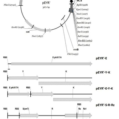 Schematic Representation Of Vector And Lysis Cassettes Used In This