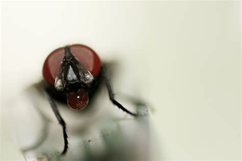 Fondos de pantalla Ojos piernas fotografía de cerca insecto miel