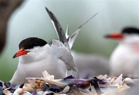 Manmade Common Tern breeding platform on Behance