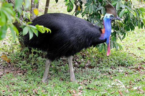 Southern Cassowary – Facts, Habitat, Diet, Pictures