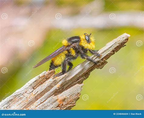 Southern Bee Killer Mallophora Orcina Species Of Robber Fly Stock