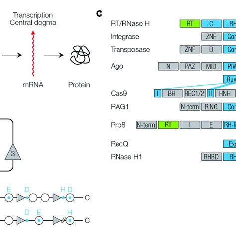 | Function and structure of RNase H-like proteins. (A) Reverse... | Download Scientific Diagram