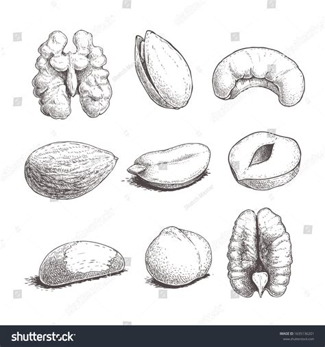 Different Nuts Set Sketch Style Hand Stock Vector Royalty Free