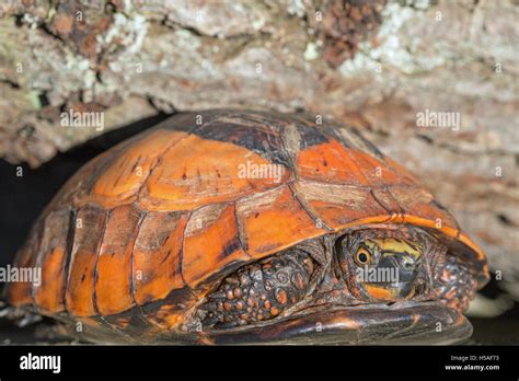 Indochinese Flowerback Box Turtle Cuoro Galbinifrons Critically