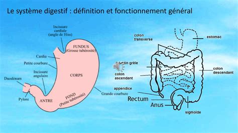 Les tutoriels Le transit intestinal ppt télécharger