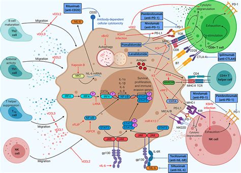 Frontiers Kshv Immune Modulation And Immunotherapy