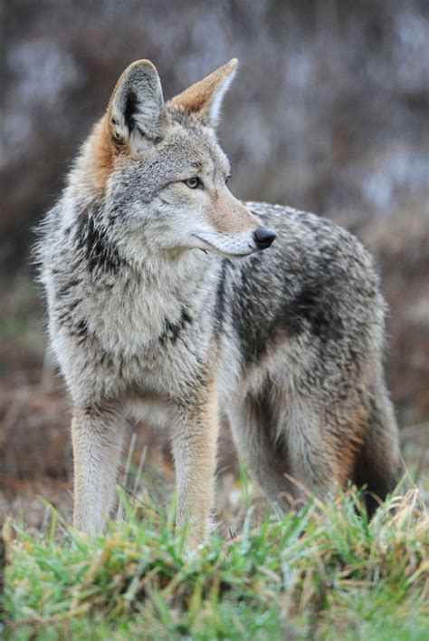 Coywolves In Our Backyards | BiologyWriter