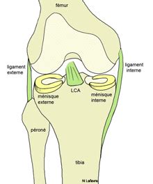 Rupture Du Ligament Crois Genou Ant Rieur Lca Chirurgie Du Sport