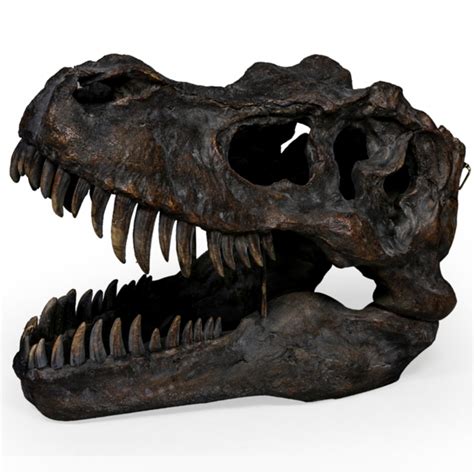 Large Tyrannosaurus Dinosaur Skull Wall Head | Wall Head Hangings