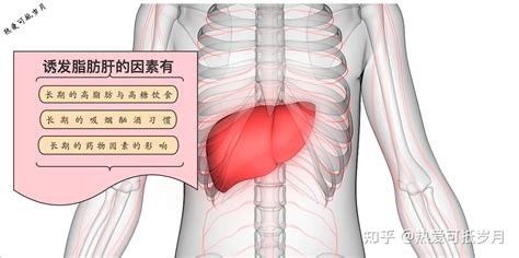 诱发脂肪肝的因素有 知乎