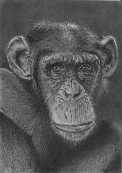 Chimpanzee By Msfubli On Deviantart