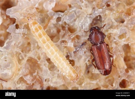 Larva And Beetle Of Confused Flour Beetle Tribolium Confusum Known As A