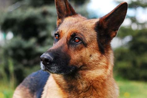 German Shepherds As Service Dogs 10 Things You Should Know