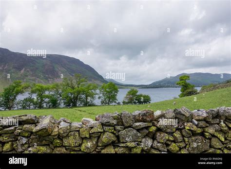 A Dry Stone Wall Of Lake District Stone With Back Drop Of Trees Lake