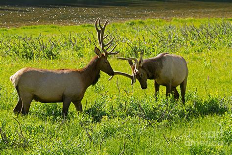 Wapiti Elk Rocky Mountain National Park Photograph By Fred Stearns