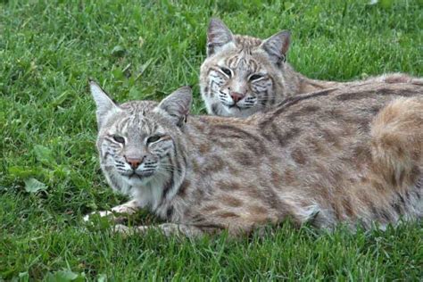 Bobcat Vs Mountain Lion Key Differences Explained