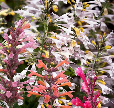 Agastache Aurantiaca Fragrant Delights Mix SeedScape