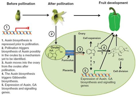 Simplified scheme of auxin and gibberellin mediated fruit growth... | Download Scientific Diagram