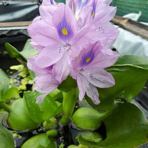 Эйхорния | Plants, Garden