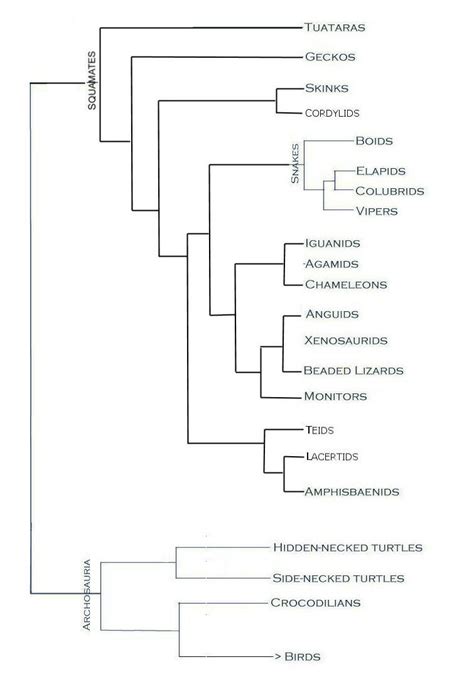 Alligator Family Tree Map