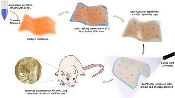 Col Pcl Mg Bioactive Materials X Mol