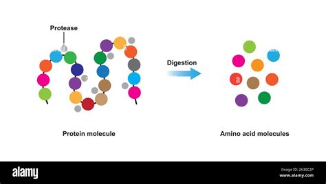 Scientific Designing Of Protein Digestion Protease Enzyme Effect On Protein Molecule Vector