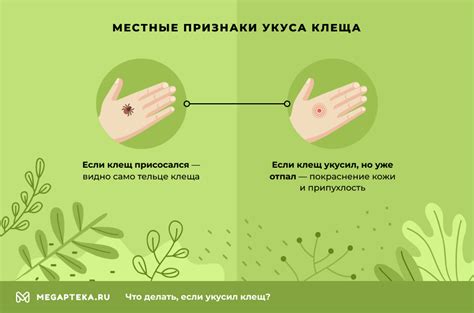 Что делать если укусил клещ, симптомы и последствия, профилактика